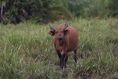 Syncerus caffer nanus