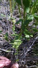 Sabatia angularis