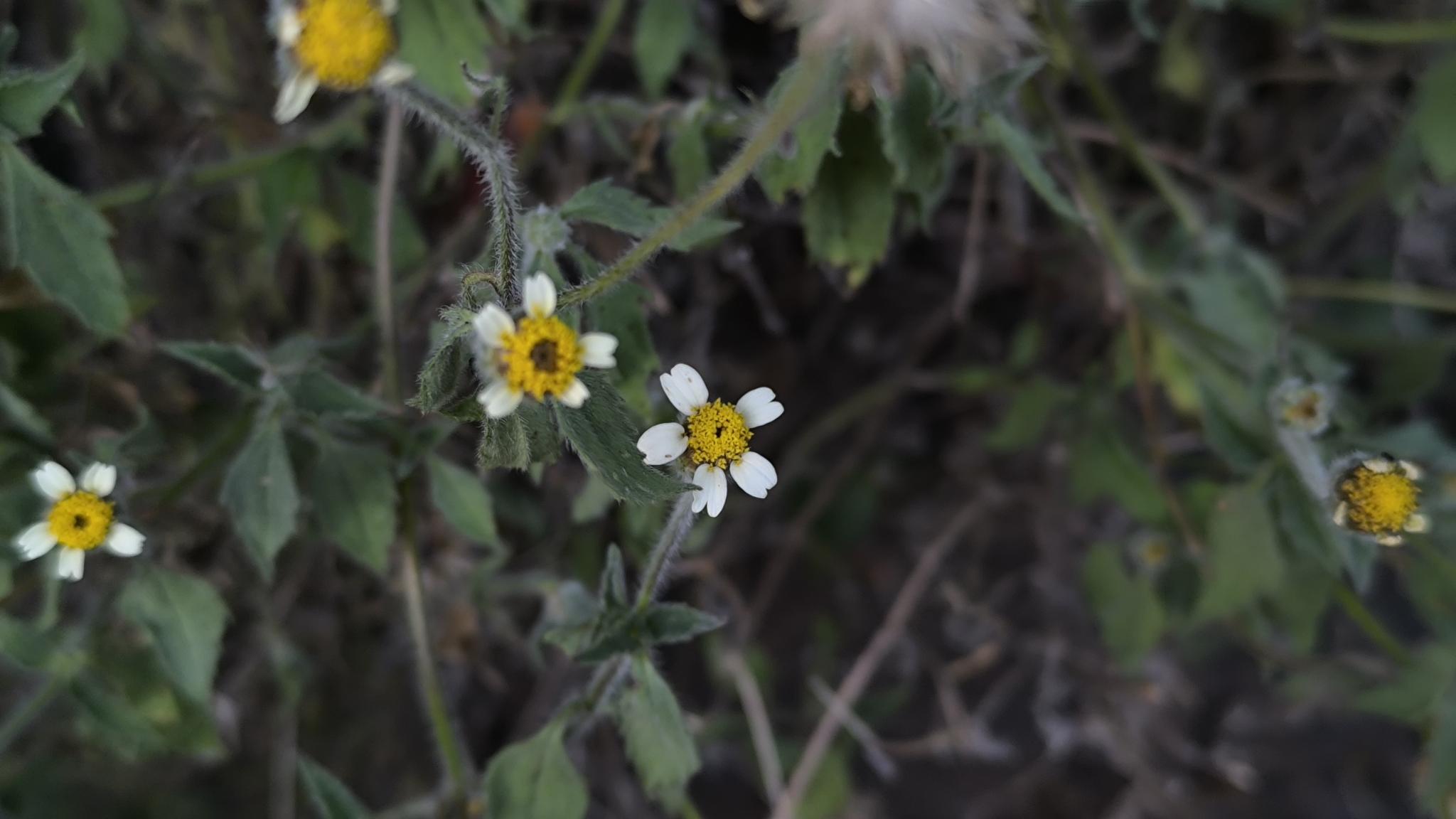 Tridax procumbens