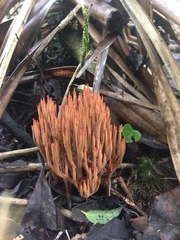 Ramaria fragillima