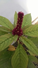 Amaranthus hypochondriacus