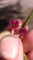 Amaranthus hypochondriacus