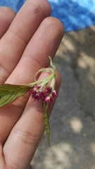 Amaranthus hypochondriacus