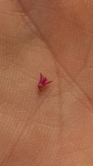 Amaranthus hypochondriacus