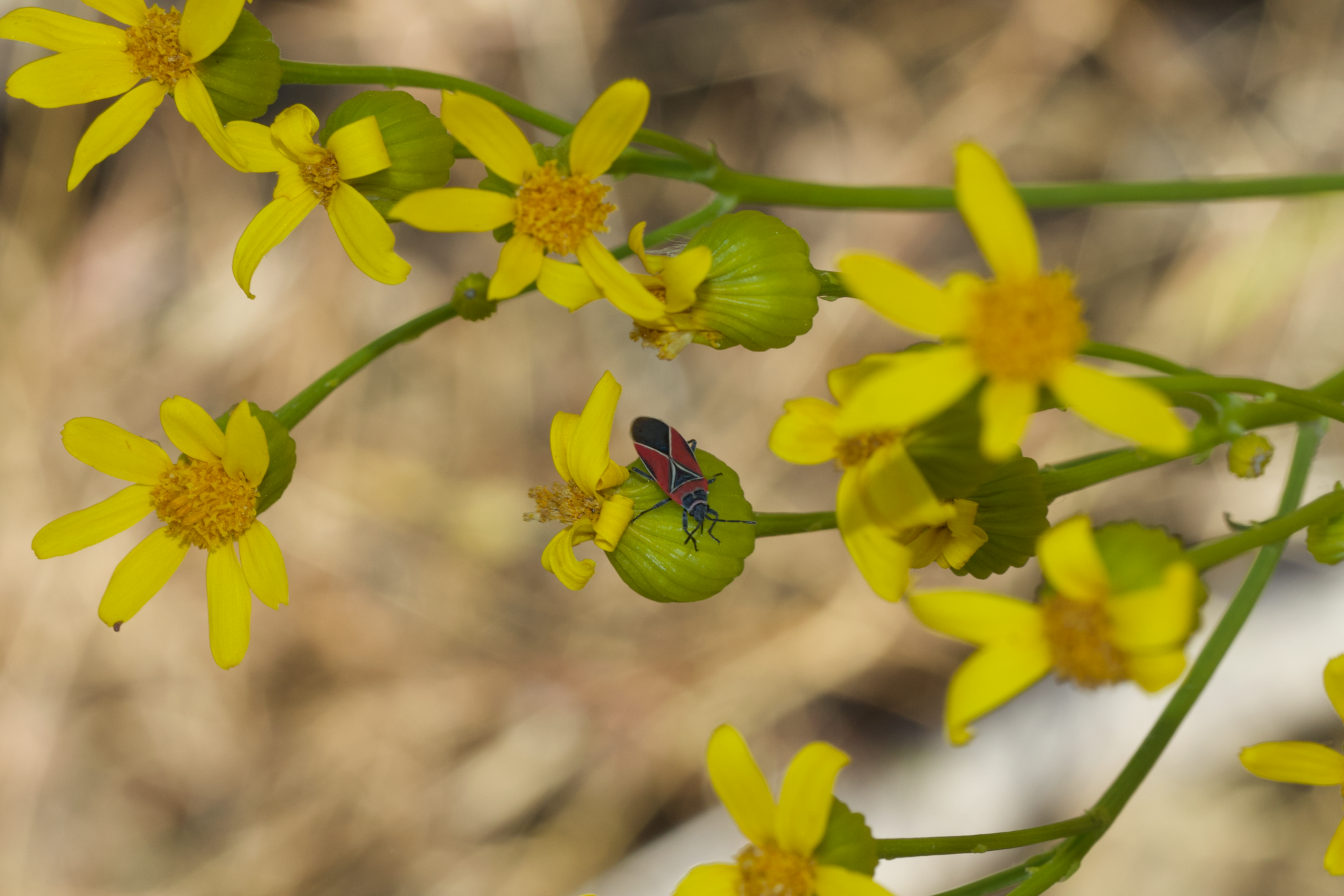 Brewer's ragwort (Packera breweri)