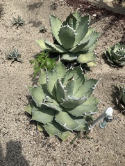Agave oteroi