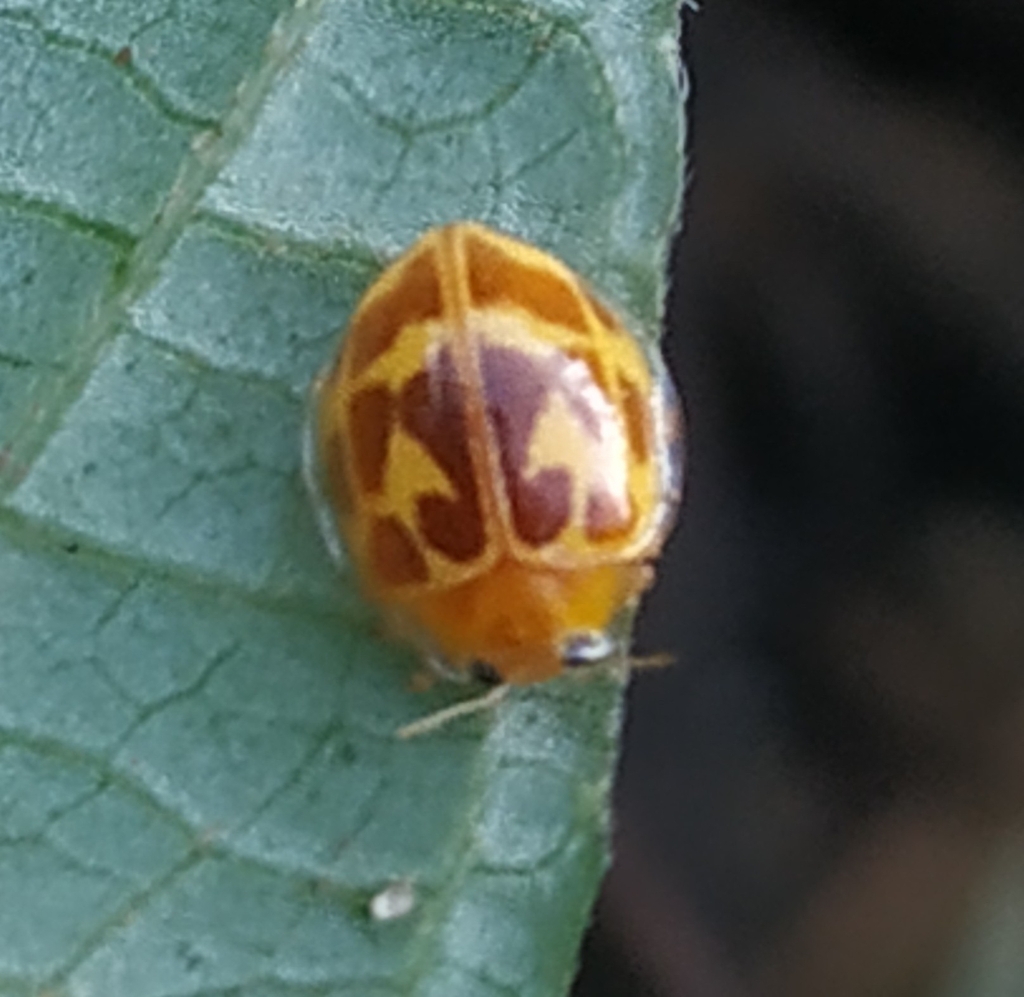 Psyllobora lutescens