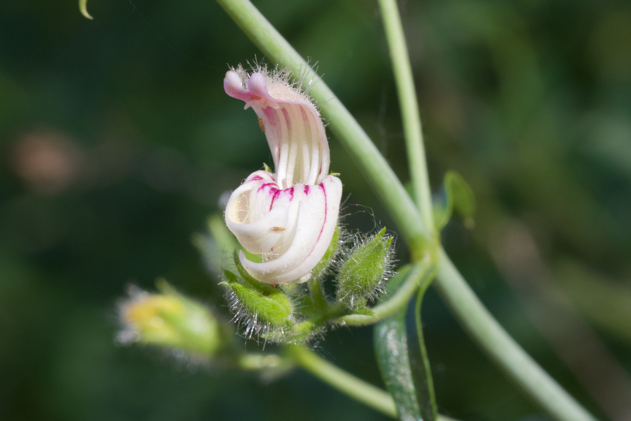 Image of Keckiella breviflora by (c) Arvel Hernandez, some rights reserved (CC BY)