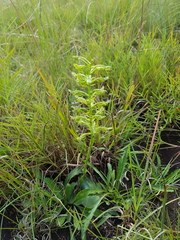 Habenaria mossii