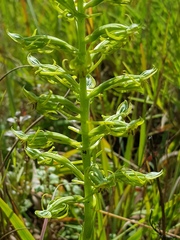 Habenaria mossii