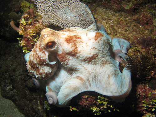 Caribbean Reef Octopus
