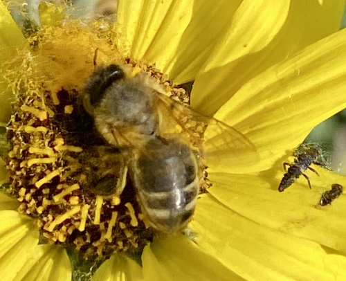 iNaturalist observation photo of Beetles