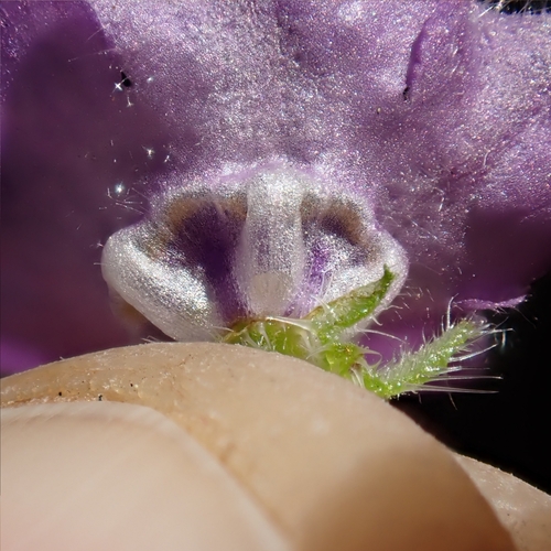 Blue Fiesta Flower seedling