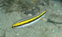 Pentapodus paradiseus