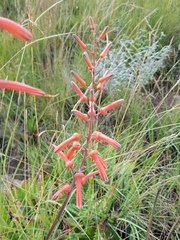 Aloe transvaalensis
