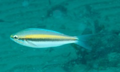 Pentapodus paradiseus