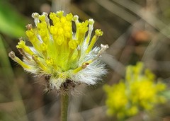 Lasiosiphon sericocephalus