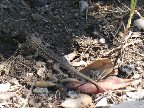 iNaturalist observation photo of Western Side-blotched Lizard