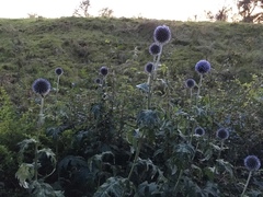 Echinops bannaticus