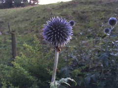 Echinops bannaticus
