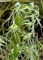 Habenaria kraenzliniana