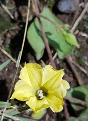 Ipomoea obscura obscura