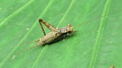 Cardiodactylus guttulus