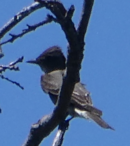 iNaturalist observation photo of Olive-sided Flycatcher