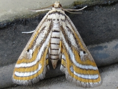 Parapoynx vittalis