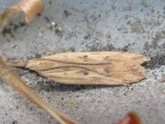 Dichomeris acuminatus