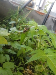 Pholidoptera griseoaptera