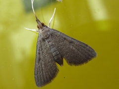 Camptomastix septentrionalis