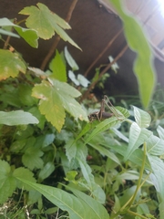 Pholidoptera griseoaptera