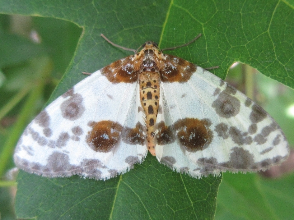 Abraxas niphonibia