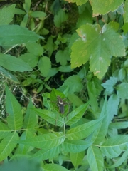 Pholidoptera griseoaptera