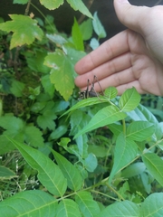 Pholidoptera griseoaptera