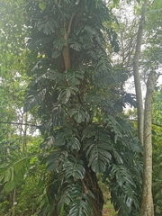 Epipremnum