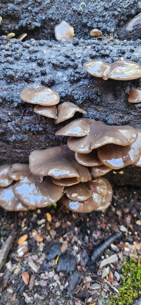 Pleurotus purpureo-olivaceus · May 2025 · photo: © alamettyr (iNaturalist, cc-by)