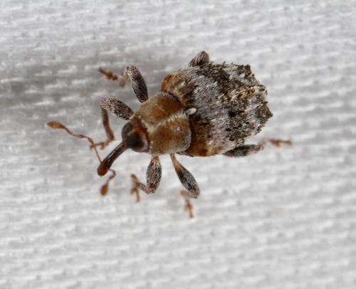 Lignyodes varius
