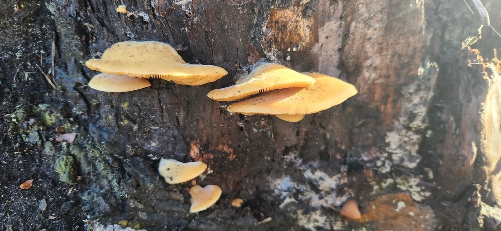 Crepidotus praecipuus · May 2025 · photo: © alamettyr (iNaturalist, cc-by)