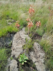 Aloe transvaalensis