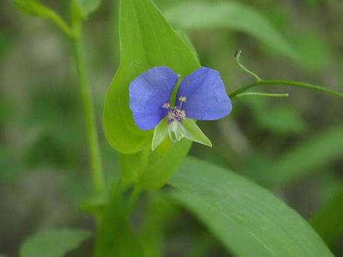 Image of Tinantia anomala by (c) Tanner Shepard, some rights reserved (CC BY)