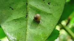 Cyclophoridae