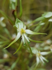 Habenaria nyikana