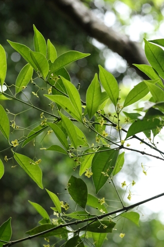 Euonymus nitidus, photograph 2
