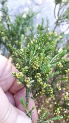 Passerina paleacea