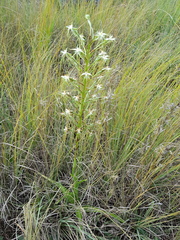 Habenaria nyikana