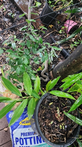 Coastal Carpet Python sighting