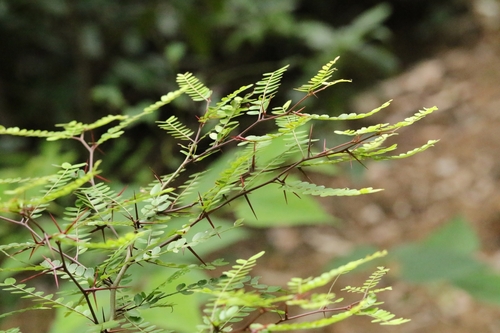 Gleditsia australis, photograph 3