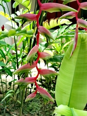 Heliconia chartacea